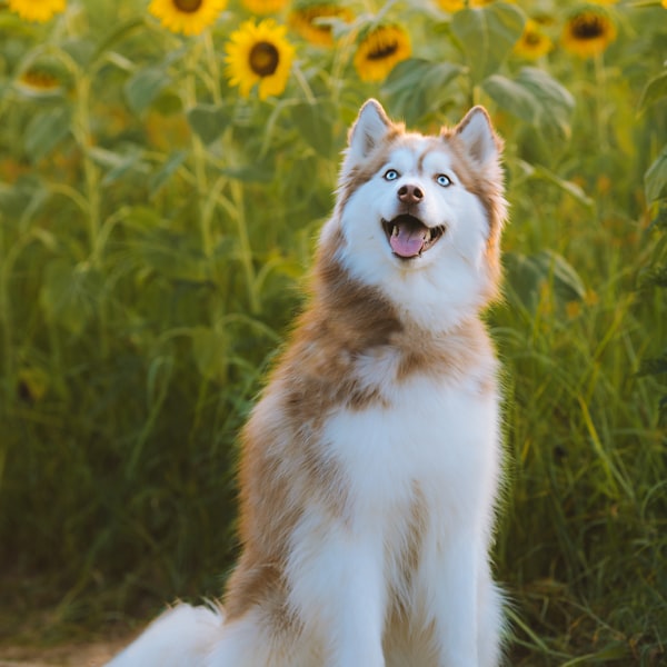 そら（保護犬・ハスキーミックス）
