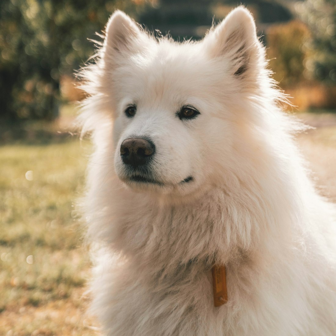 ふわふわの白い看板犬（サモエド）